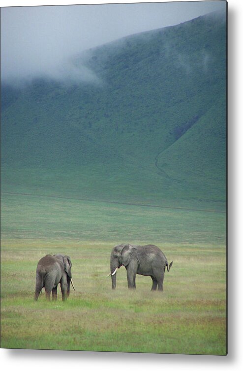 Grass Metal Print featuring the photograph Elephants In Ngorongoro Crater by By Geof Wilson