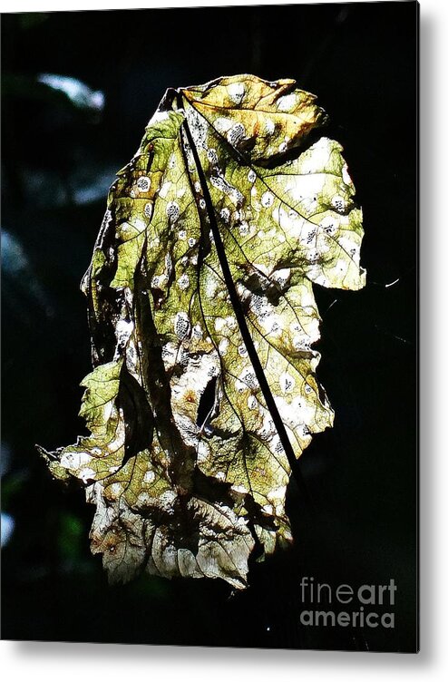 Fall Metal Print featuring the photograph Fall leaf catching the light by Karin Ravasio