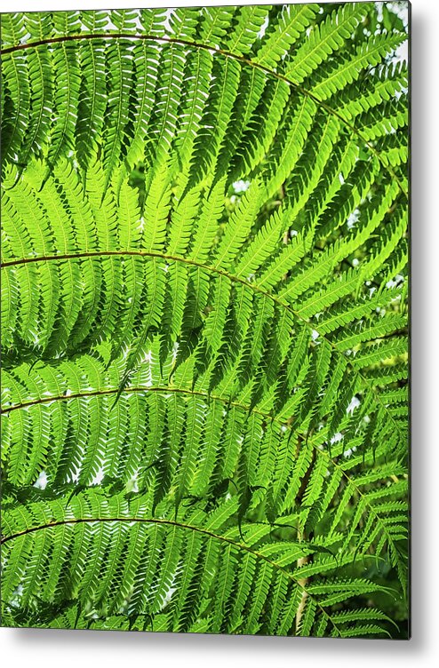 Fern Metal Print featuring the photograph Fern by Nick Bywater