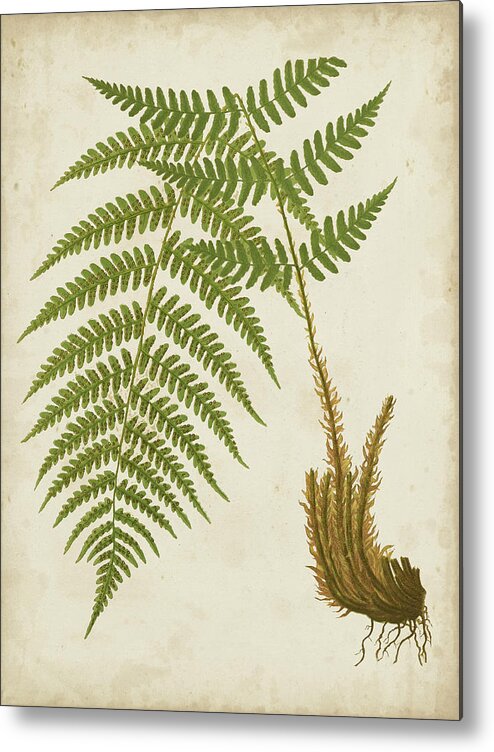 Botanical & Floral+ferns+botanical Study Metal Print featuring the painting Fern Trio IIi by Vision Studio