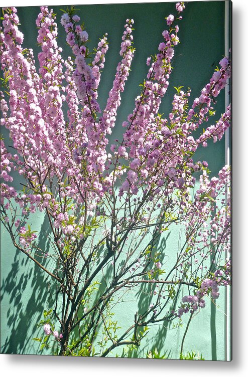 Garden Metal Print featuring the photograph Flowering Almond by Ellen Paull