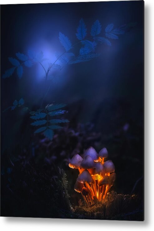 Mushrooms Metal Print featuring the photograph Forest Lantern by Kirill Volkov