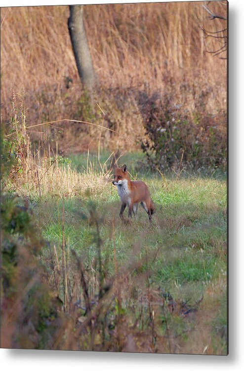 Animal Metal Print featuring the photograph Fox in the wild by Paul Ross