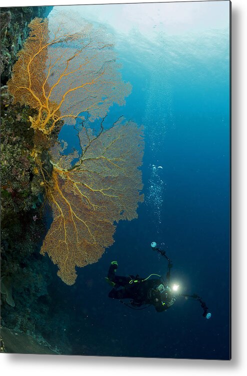 Underwater Metal Print featuring the photograph Gorgonia And A Diver by Ilan Ben Tov