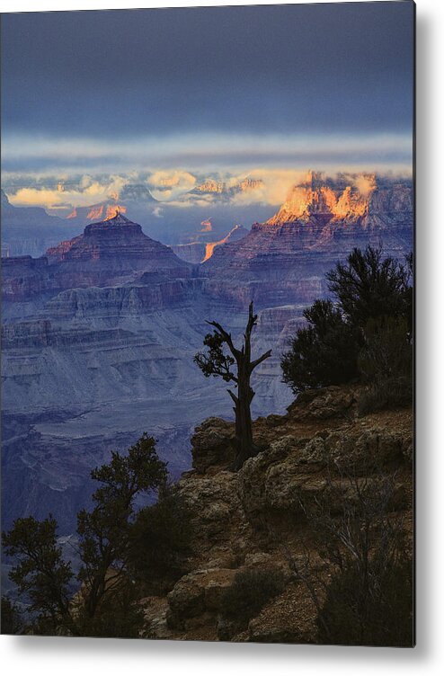 Grand Canyon National Park Metal Print featuring the photograph Grand Canyon Lone Tree by Chance Kafka