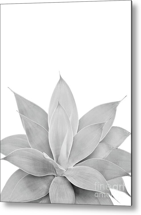Digital-manipulation Metal Print featuring the mixed media Gray Agave #1 #tropical #decor #art by Anitas and Bellas Art