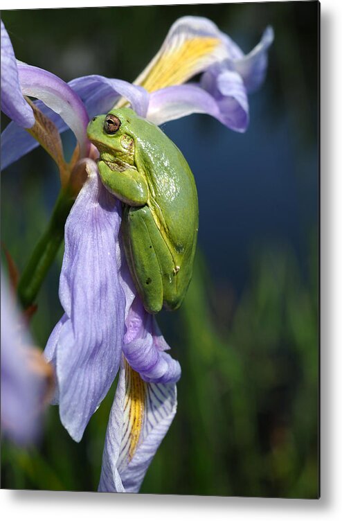 Ambush Metal Print featuring the photograph Grey Tree-Frog on Blue Flag Iris by James Peterson