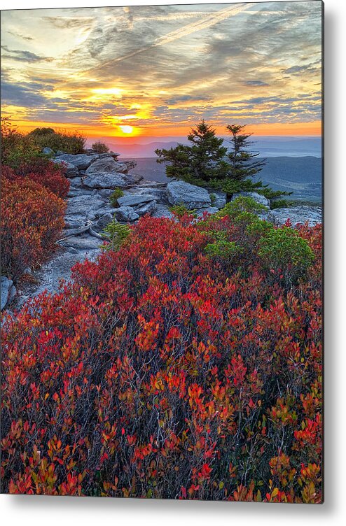 Dolly Sods Metal Print featuring the photograph Huckleberry Red by Jaki Miller
