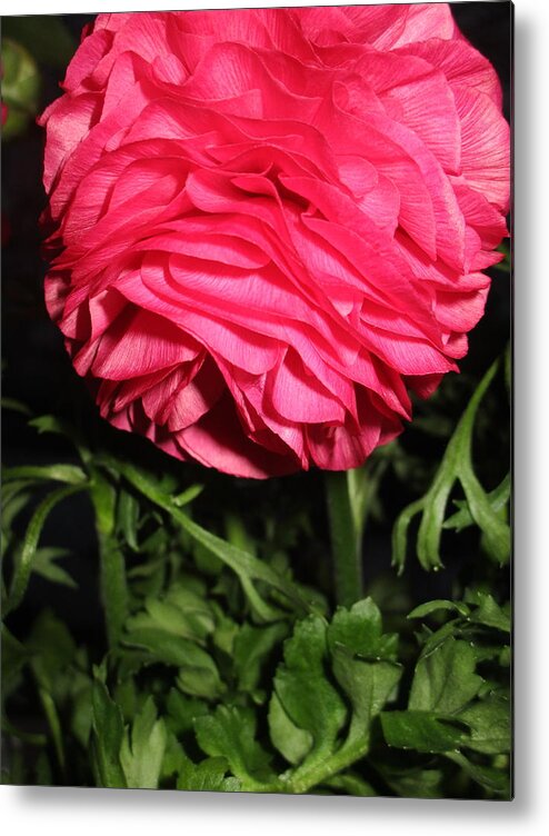 Ranunculus Metal Print featuring the photograph I Bow by Rosita Larsson