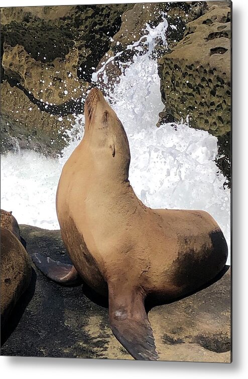 Sea Lion Metal Print featuring the mixed media In the spotlight by Lauren Serene
