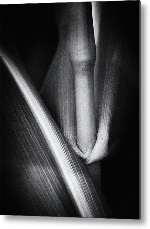 Corn Metal Print featuring the photograph Inside View by Lynn Wohlers