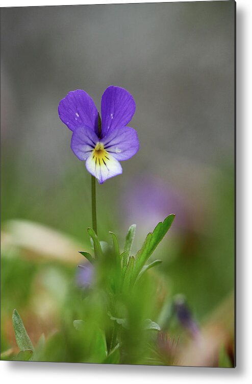 Finland Metal Print featuring the photograph Jack-jump-up-and-kiss-me. Wild pansy by Jouko Lehto