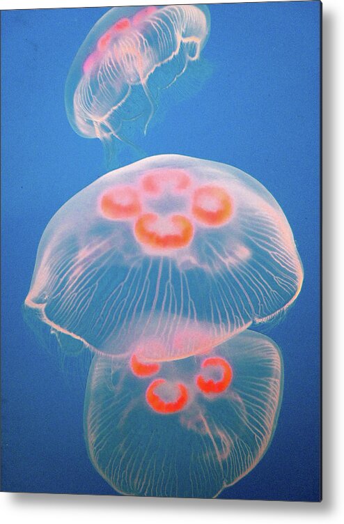 Underwater Metal Print featuring the photograph Jellyfish On Blue by Sally Crossthwaite