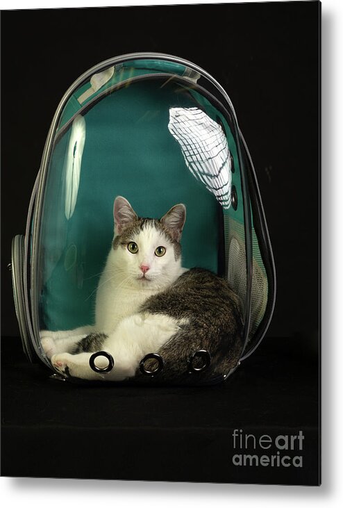 Cat Metal Print featuring the photograph Kitty in a Bubble by Susan Warren