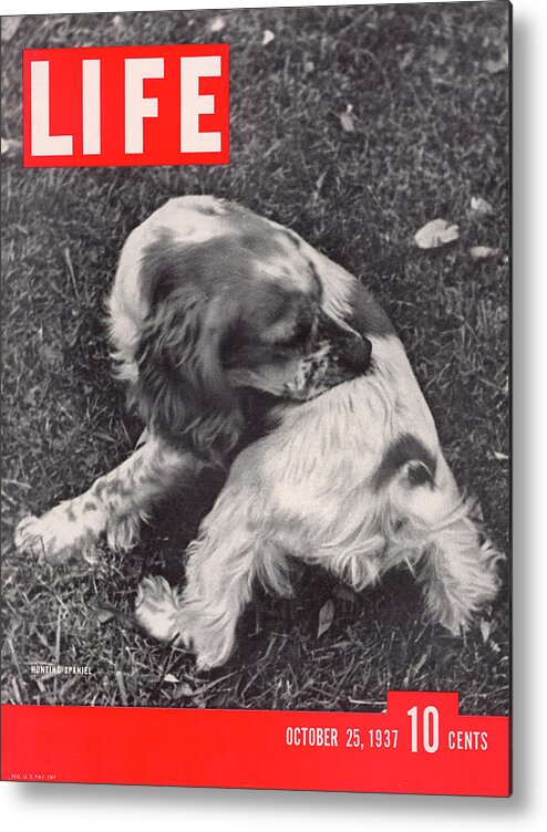 Spaniel Metal Print featuring the photograph LIFE Cover: October 25, 1937 by Alfred Eisenstaedt