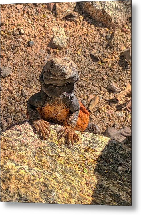 Lizard Metal Print featuring the photograph Lizard Portrait by Anthony Giammarino