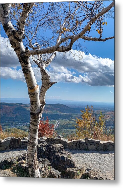  Metal Print featuring the photograph Lone birch by Kendall McKernon
