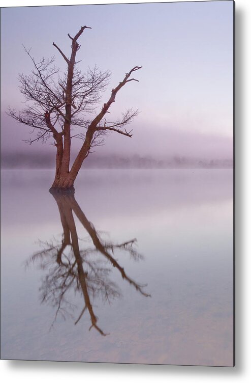 Landscape Metal Print featuring the photograph Lone tree in still lake in the mist at sunrise by Anita Nicholson