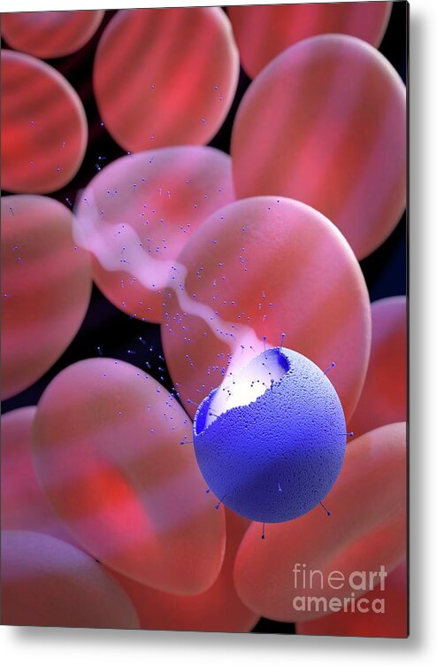 White Background Metal Print featuring the photograph Medical Imaging Microbubble by Tim Vernon / Science Photo Library