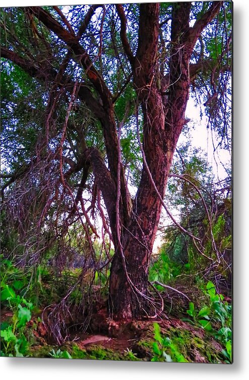 Afternoon Light Metal Print featuring the photograph Mesquite by the Wash by Judy Kennedy