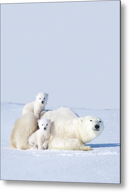 Bear Cub Metal Print featuring the photograph Mother Polar Bear With Cubs, Canada by Art Wolfe