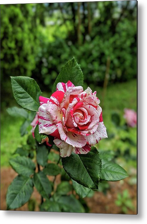 Rose Metal Print featuring the photograph Neil Diamond Rose by Portia Olaughlin