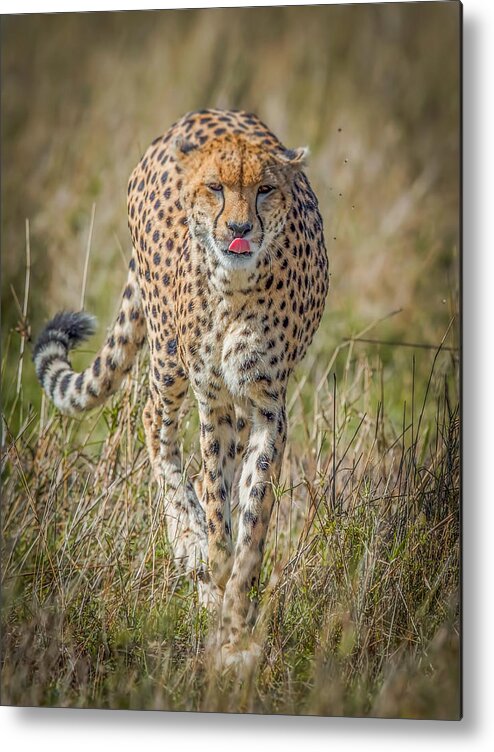 Masai Metal Print featuring the photograph New Entry by Roshkumar
