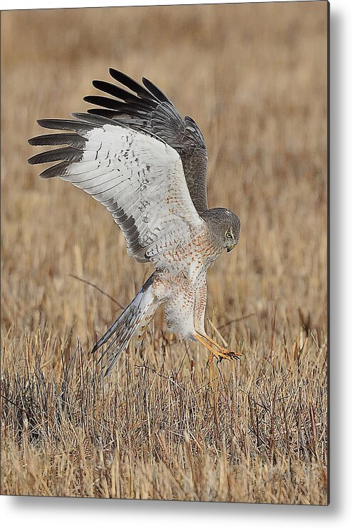 Harrier Metal Print featuring the photograph Northern Harrier Attacks by William Jobes