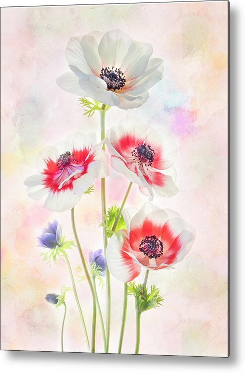 Anemone Metal Print featuring the photograph Painterly Anemone by Usha Peddamatham