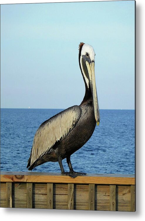 Birds Metal Print featuring the photograph Pelican Portrait II by Karen Stansberry