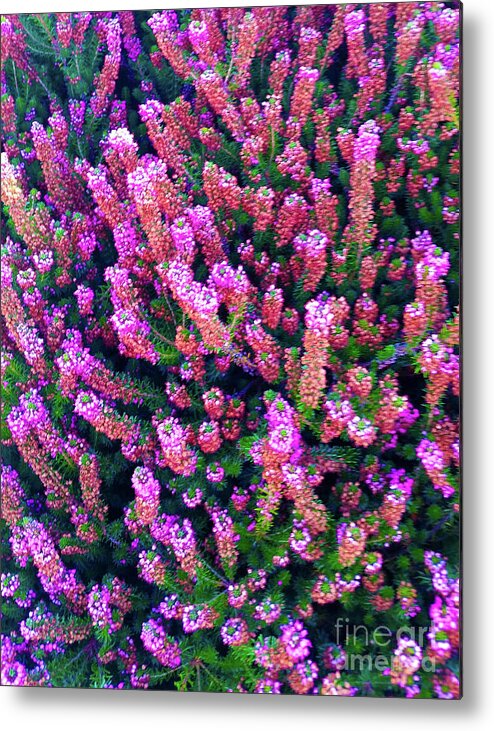 Pink Metal Print featuring the photograph Pink Blooms by Carol Eliassen