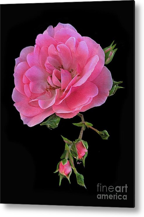 Roses Metal Print featuring the digital art Pink Garden Rose 3 by Diana Rajala