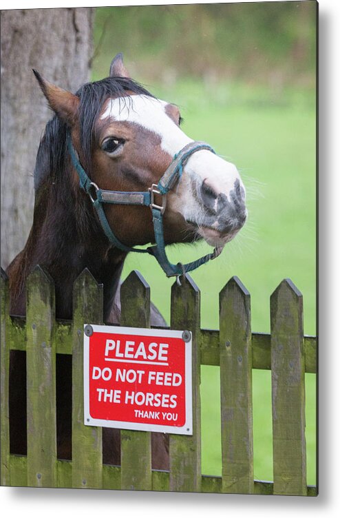 Horse Metal Print featuring the photograph Please can I have an apple - horse - please do not feed the horses by Anita Nicholson