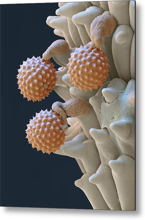 Ambrosia Metal Print featuring the photograph Pollen And Pollen Tubes, Sem by Oliver Meckes EYE OF SCIENCE