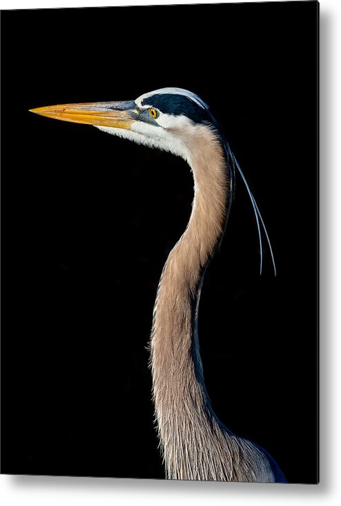 Great Blue Heron Metal Print featuring the photograph Portrait Of A Great Blue Heron by Ed Esposito