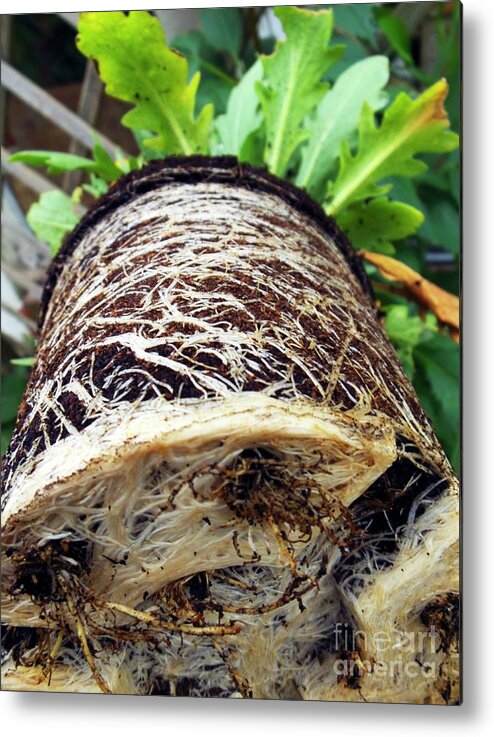 Biological Metal Print featuring the photograph Pot Bound Plant Roots by Ian Gowland/science Photo Library