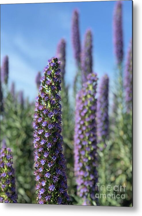 Southern California Metal Print featuring the photograph Purple Hyssop by Bridgette Gomes