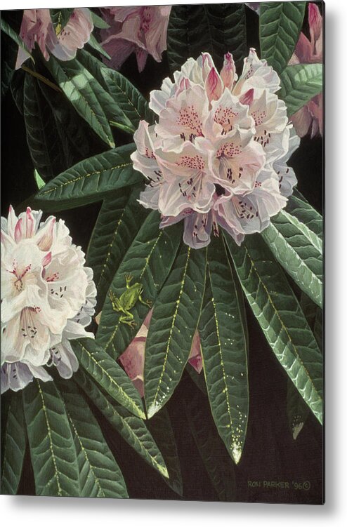 Rhododendrons With A Small Green Frog On The Leave Of One Plant Metal Print featuring the painting Rhododendron by Ron Parker