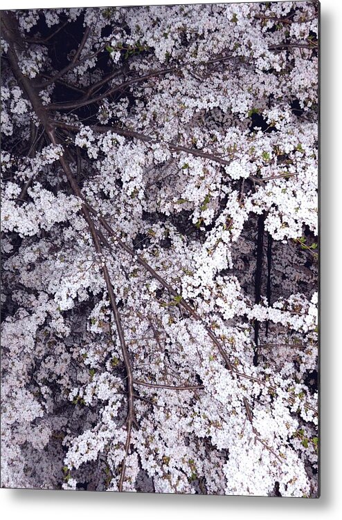 Outdoors Metal Print featuring the photograph Sakura by Ksasada