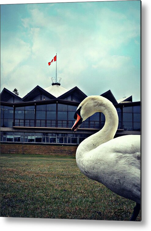 Shakespeareans Swan Metal Print featuring the photograph Shakespeareans Swan by Cyryn Fyrcyd
