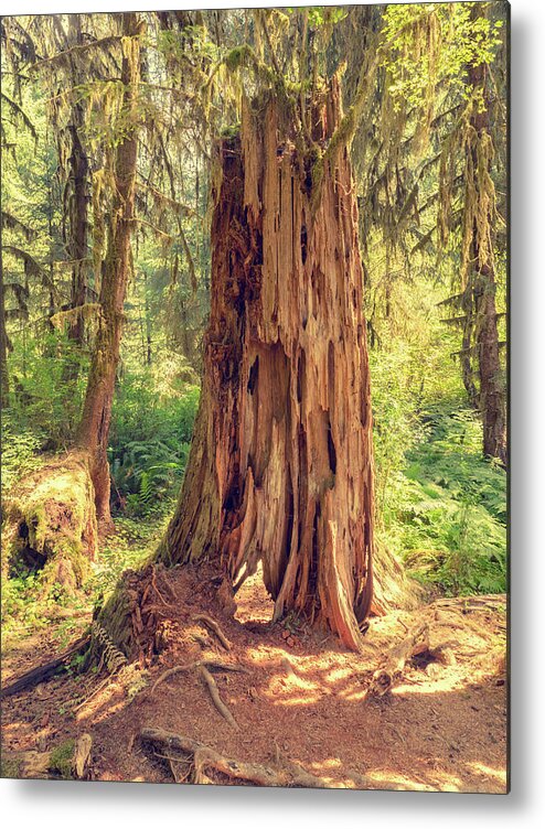 Stone Metal Print featuring the photograph Stump in the Rainforest by Kyle Lee