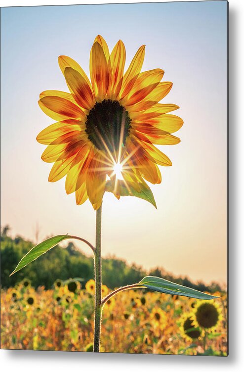 Sunflower Metal Print featuring the photograph Sunflower Sunburst by Framing Places