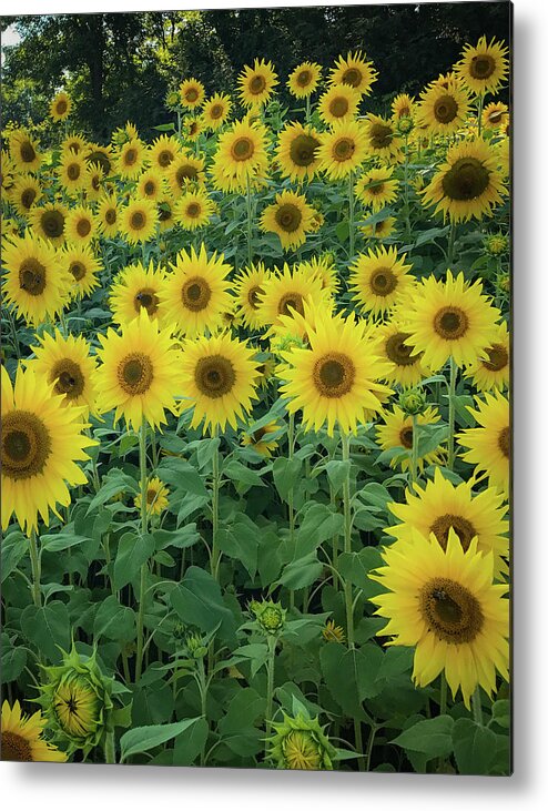 Sunflowers Metal Print featuring the photograph Sunflowers by Lora J Wilson