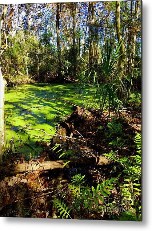 Leaves Metal Print featuring the photograph Swamp Three by Alan Metzger
