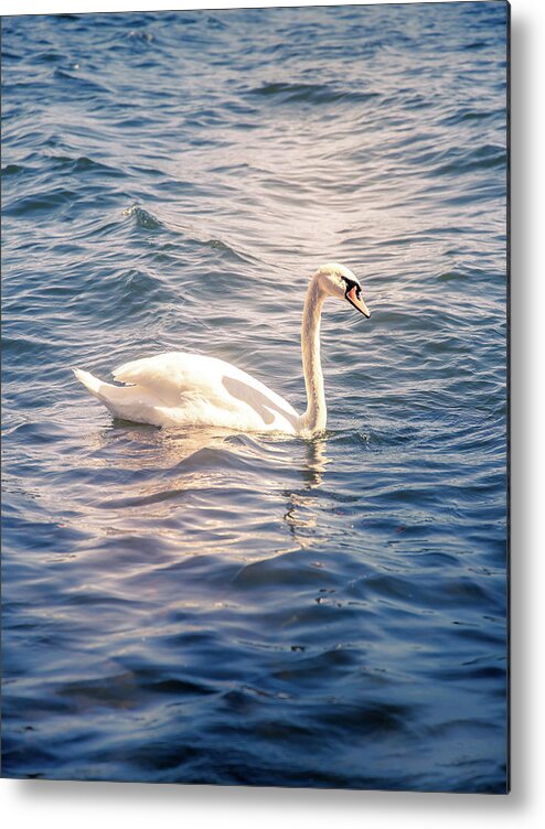 Swan Metal Print featuring the photograph Swan by Nicklas Gustafsson