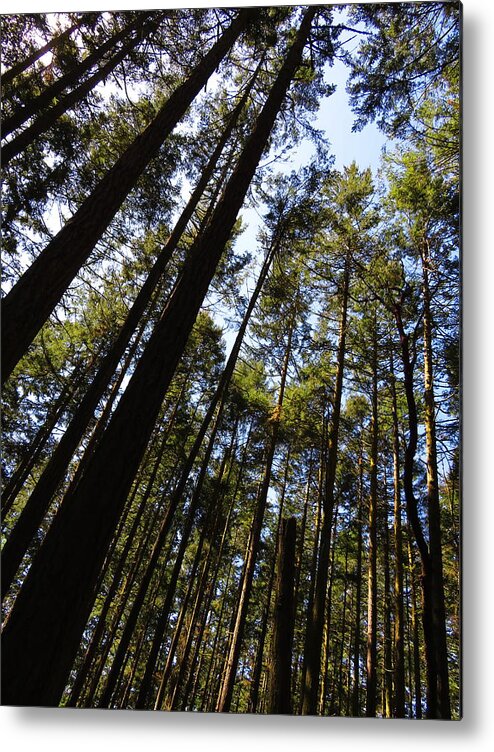 Trees Metal Print featuring the photograph Tall Trees - Washington by Marie Jamieson