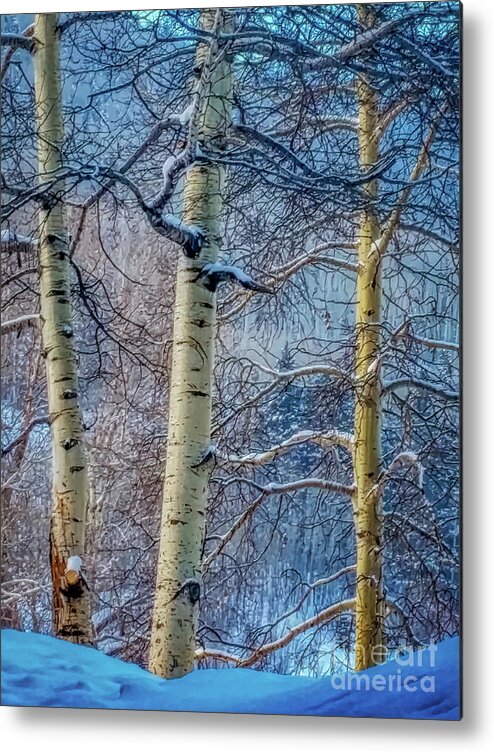 White Metal Print featuring the photograph Tangled Winter Aspen Blues by Janice Pariza