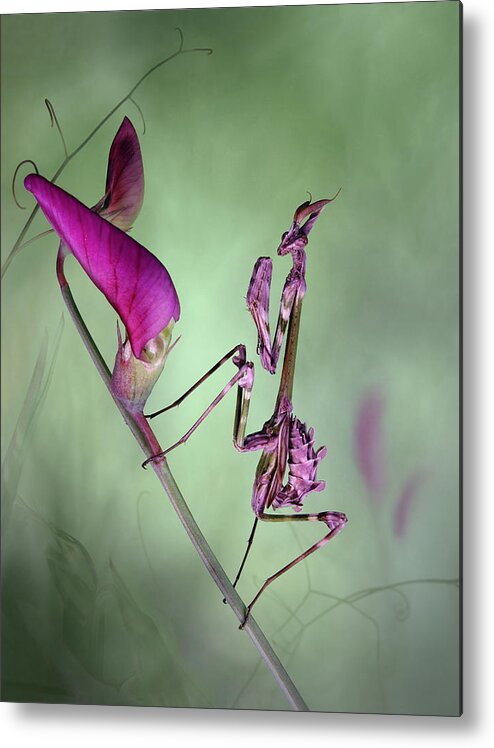 Mantis Metal Print featuring the photograph Waiting For Prey by Jimmy Hoffman