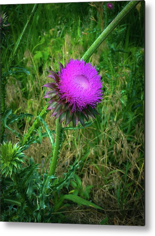 Thistle Metal Print featuring the photograph Wanna Be in Scotland by Lora J Wilson