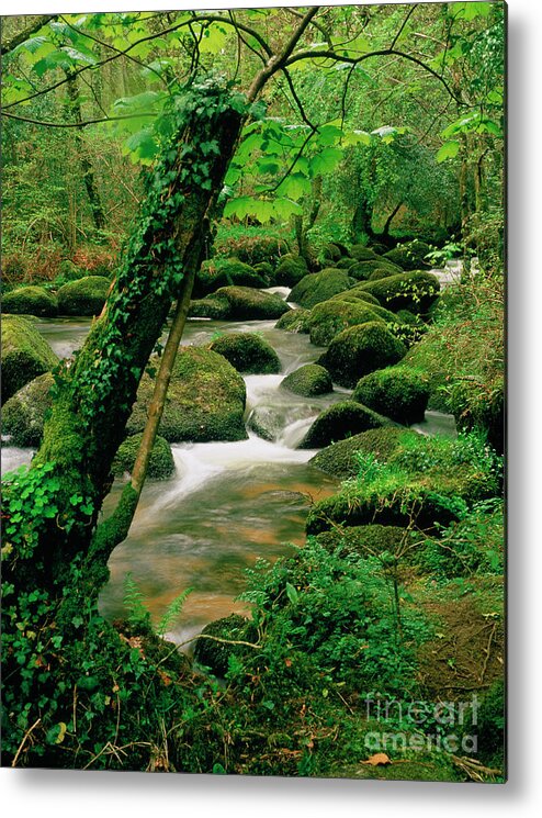 England Metal Print featuring the photograph Woodland Stream by John Heseltine/science Photo Library